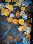 L'autunno è meraviglioso L'autunno è meraviglioso