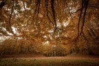 Foliage_Autunno_Nov2023_1 Foliage_Autunno_Nov2023_1