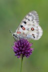 Parnassius-apollo_DSC1099 Parnassius-apollo_DSC1099