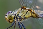 Libellula Libellula