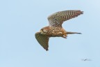 Gheppio_DSC2739 Gheppio_DSC2739