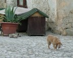 Come Cani e Gatti Come Cani e Gatti