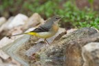 Ballerina-gialla_Motacilla-cinerea_DSC01992 Ballerina-gialla_Motacilla-cinerea_DSC01992