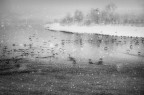 nevicata sul Po nevicata sul Po