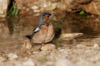 Fringuello (Fringilla coelebs Linnaeus) Fringuello (Fringilla coelebs Linnaeus)