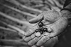 tempo di olive tempo di olive