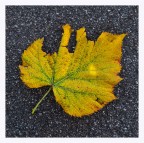 essenza d'autunno sull'asfalto