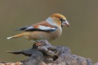 Frosone_Coccothraustes-coccothraustes_DSC0807 Frosone_Coccothraustes-coccothraustes_DSC0807