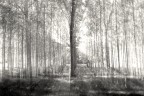 Zoomata in Padule Zoomata in Padule