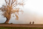fotografando la nebbia