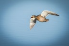 In volo In volo