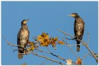 Cormorani Cormorani