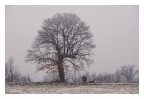 Quando la neve cade, la natura ascolta.
(Antoinette van Kleeff)