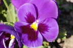 Fleur Fleur
