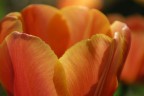 tulipano tulipano