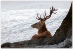 Cervo rosso Cervo rosso