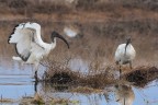 Ibis-sacro_DSC06066 Ibis-sacro_DSC06066