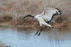 Ibis-sacro-in-arrivo_DSC06195 Ibis-sacro-in-arrivo_DSC06195