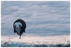#FlyPenguin #FlyPenguin