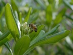 natura natura