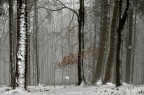 alla Corte di Re Inverno alla Corte di Re Inverno