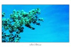 In Bloom In Bloom