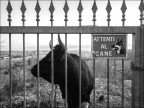 Attenti al... cane? Attenti al... cane?