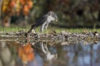 Sparviere Sparviere