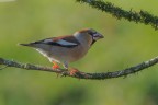 Frosone_DSC09293 Frosone_DSC09293