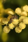 Ape e Mimosa Ape e Mimosa