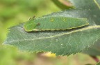 verde nel verde verde nel verde