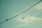 Separazioni Separazioni