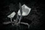 calla nello stagno calla nello stagno