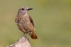 Codirossone (Monticola saxatilis) Codirossone (Monticola saxatilis)