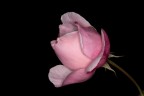 Rosea oscurità Rosea oscurità