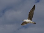 Gabbiano in volo (4) Gabbiano in volo (4)