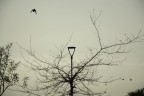 Metamorfosi Metamorfosi