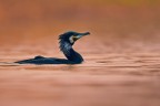 Cormorano in abito. Cormorano in abito.