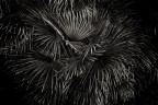 Fuochi di Artificio Fuochi di Artificio