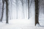 Into the white Into the white