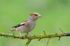 Frosone_DSC09002 Frosone_DSC09002