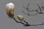 fioriran fioriran