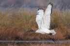 Threskiornis-aethiopicus_DSC06371 Threskiornis-aethiopicus_DSC06371