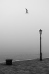 Come è triste Venezia Come è triste Venezia