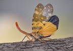 Pyrops candelaria (Linnaeus, 1758) Pyrops candelaria (Linnaeus, 1758)