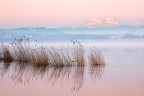 Immerso nel rosa Immerso nel rosa