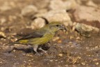 Crociere (Loxia curvirostra) Crociere (Loxia curvirostra)