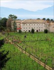 La vigna La vigna