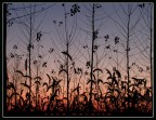 Tramonto di tardo autunno Tramonto di tardo autunno