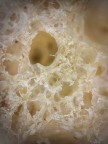 All'interno di una fetta biscottata All'interno di una fetta biscottata